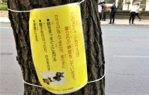 北海道札幌市の有名な観光地「時計台」の前の通りでカラスに注意するよう促す看板の写真